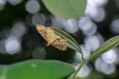 Cotachena histricalis