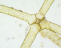 Hydrodictyon reticulatum