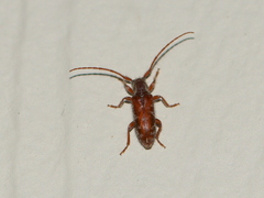 Eupogonius tomentosus