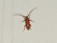 Eupogonius tomentosus