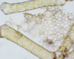 Hydrodictyon reticulatum