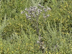 Acourtia microcephala