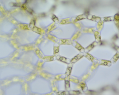 Hydrodictyon reticulatum