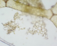 Hydrodictyon reticulatum