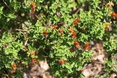 Hypericum balearicum