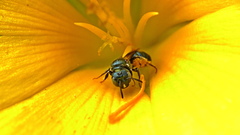 Ceratina floridana