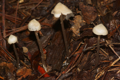 Entoloma conicum