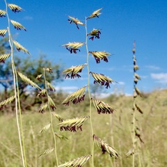 Bouteloua radicosa