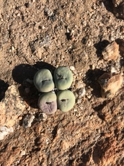 Conophytum wettsteinii