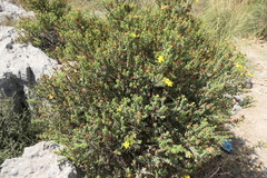 Hypericum balearicum