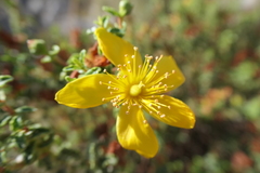 Hypericum balearicum