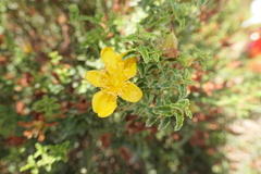 Hypericum balearicum
