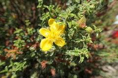 Hypericum balearicum