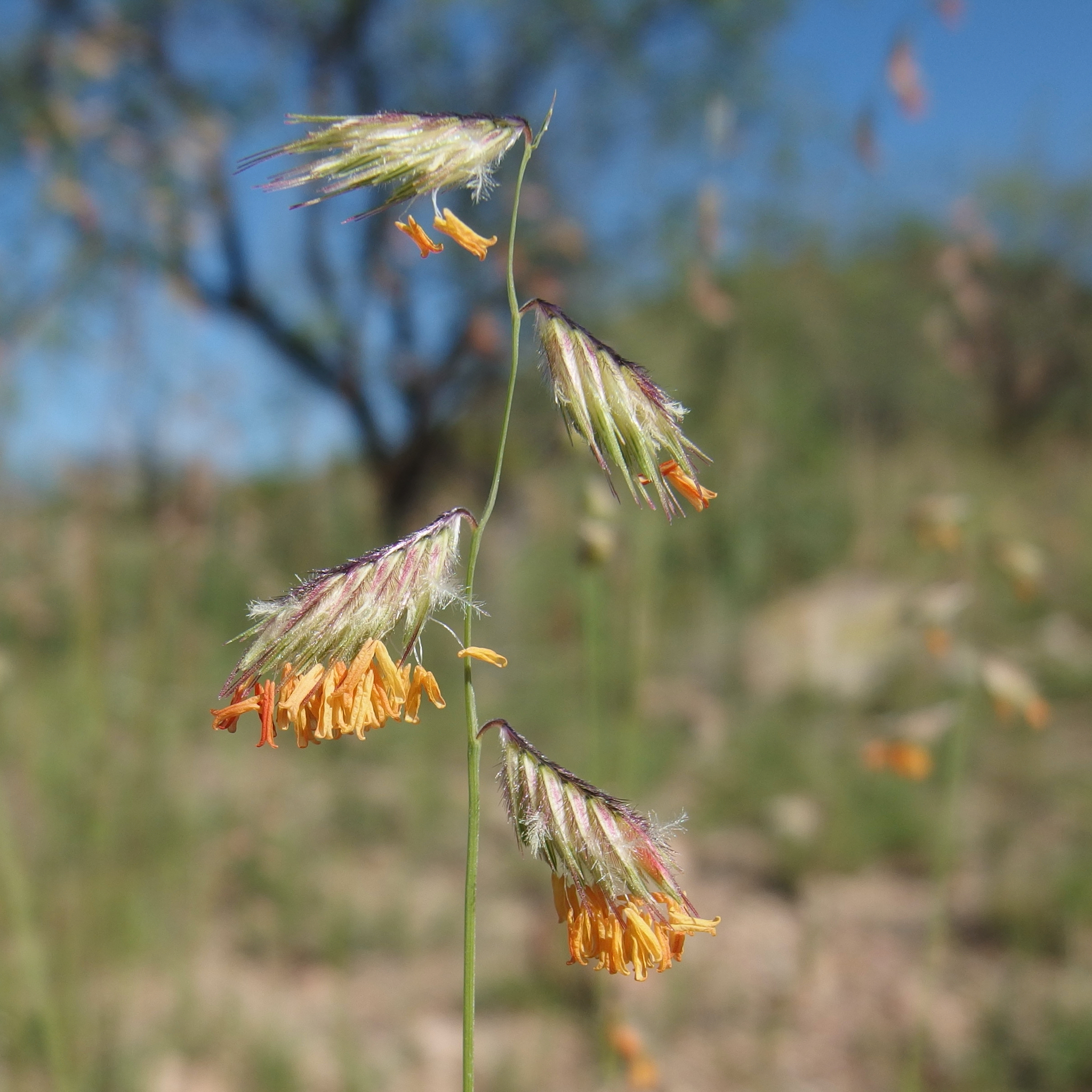Bouteloua chondrosioides