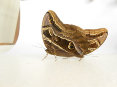 Eryphanis aesacus