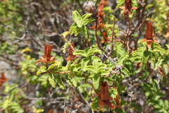 Hypericum balearicum