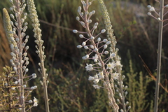 Drimia aphylla