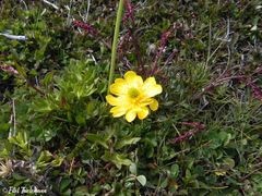 Ranunculus peduncularis