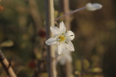 Drimia aphylla