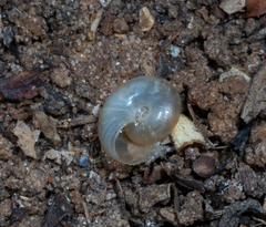 Eopolita protensa