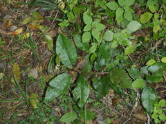 Trichocladus crinitus