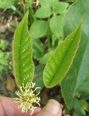 Trichocladus crinitus