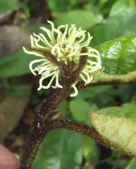 Trichocladus crinitus