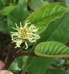 Trichocladus crinitus