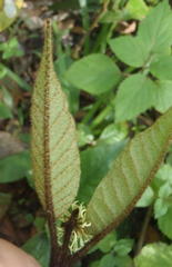 Trichocladus crinitus