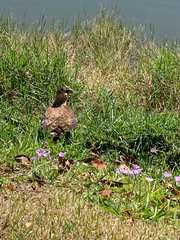 Caracara plancus
