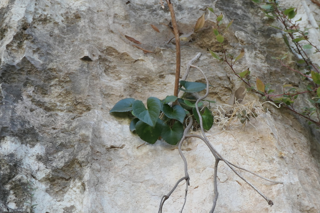 Viola jaubertiana; photograph (c) Rafael Medina, some rights reserved (CC BY)