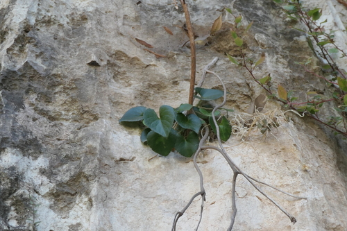 Image of Viola jaubertiana by (c) Rafael Medina, some rights reserved (CC BY)