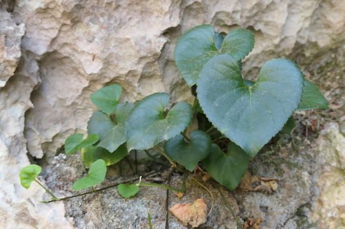 Image of Viola jaubertiana by (c) Rafael Medina, some rights reserved (CC BY)