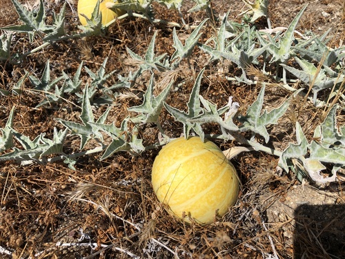 Cucurbita