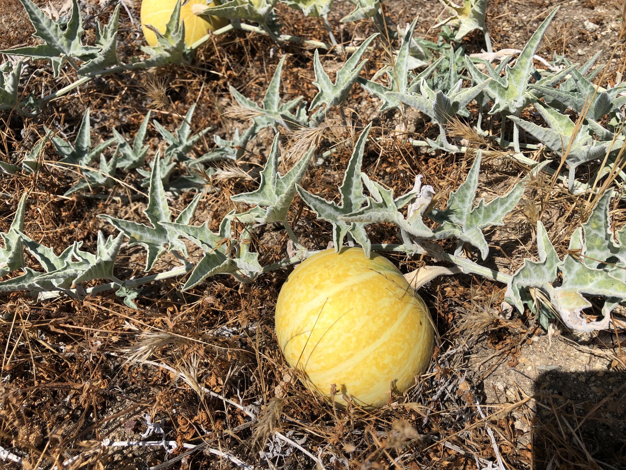Cucurbita