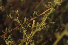 Chiliadenus iphionoides