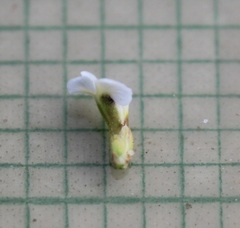 Muraltia arachnoidea