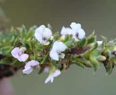 Muraltia arachnoidea
