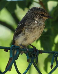 Muscicapa adusta adusta