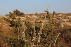 Drimia aphylla