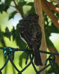 Muscicapa adusta adusta