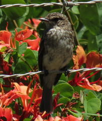 Muscicapa adusta adusta