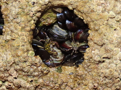 Pachygrapsus maurus