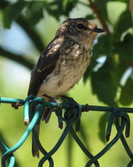 Muscicapa adusta adusta