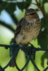Muscicapa adusta adusta