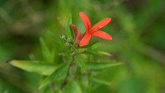 Anisacanthus quadrifidus
