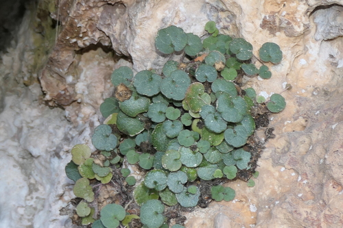 Image of Toadflax (Cymbalaria aequitriloba) by (c) Rafael Medina, some rights reserved (CC BY)