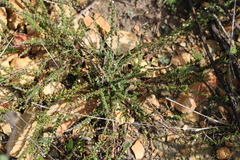 Muraltia arachnoidea