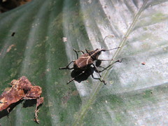 Acanthothorax