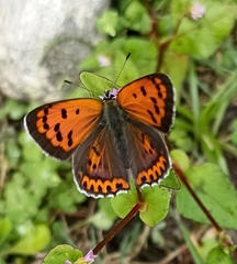 Lycaena panava